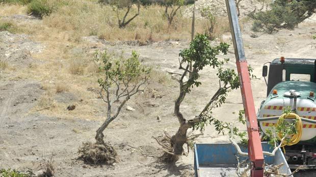 Workers relocate a citrus tree in Mdina ditch. Photo: Jason Borg